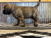 Shaka, a male English Mastiff for sale in Litchfield, MN – 3 of 7