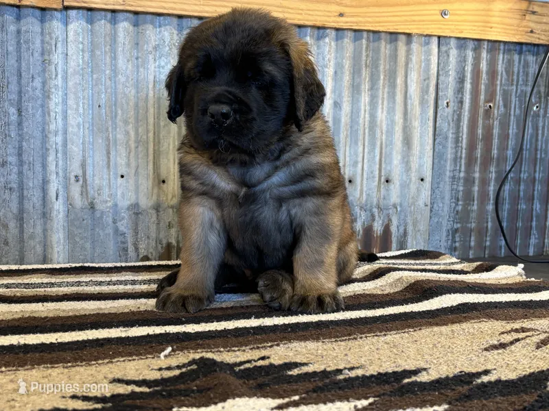 Shaka – English Mastiff puppy for sale in Litchfield, MN
