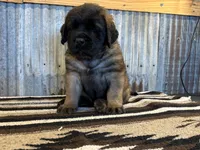 Shaka, a male English Mastiff for sale in Litchfield, MN – 1 of 7