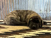 Sunshine, a female English Mastiff for sale in Litchfield, MN – 4 of 8