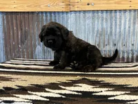 Kiwi, a male English Mastiff for sale in Litchfield, MN – 3 of 8