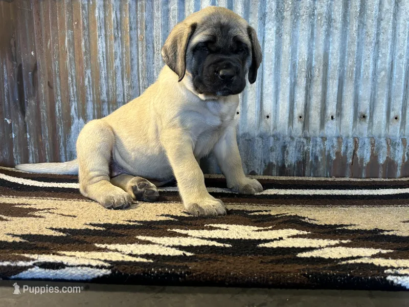 Cupcake – English Mastiff puppy for sale in Litchfield, MN