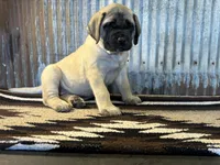 Cupcake, a female English Mastiff for sale in Litchfield, MN – 1 of 7
