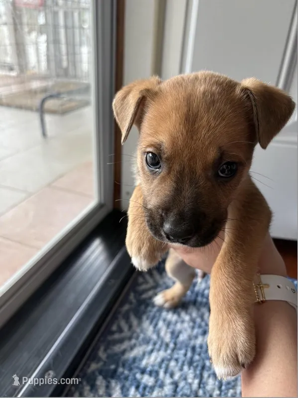 Beau – Boxer, Alaskan Husky puppy for sale in Nashville, TN