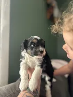 Louie, a male Miniature Aussiedoodle for sale in Olivet, MI – 3 of 3