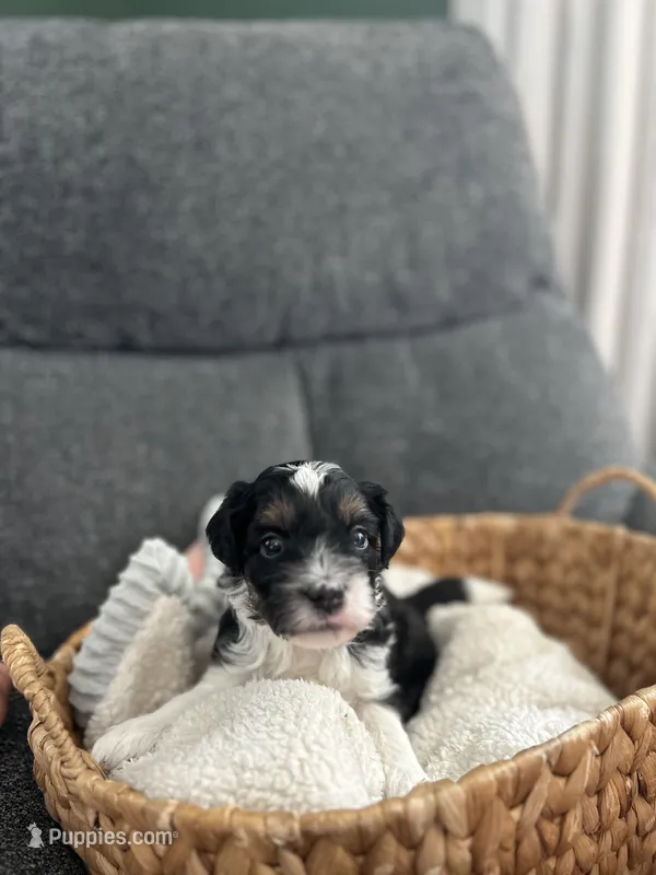 Louie – Miniature Aussiedoodle puppy for sale in Olivet, MI