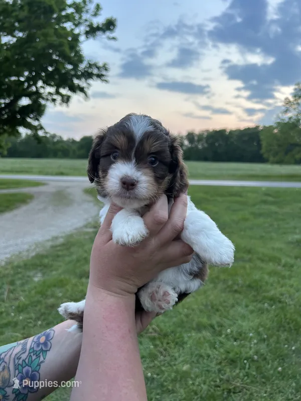 Nya – Miniature Aussiedoodle puppy for sale in Olivet, MI