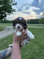 Nya, a female Miniature Aussiedoodle for sale in Olivet, MI – 1 of 4