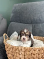 Nya, a female Miniature Aussiedoodle for sale in Olivet, MI – 1 of 1