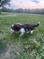 Nya, a female Miniature Aussiedoodle for sale in Olivet, MI – 4 of 4