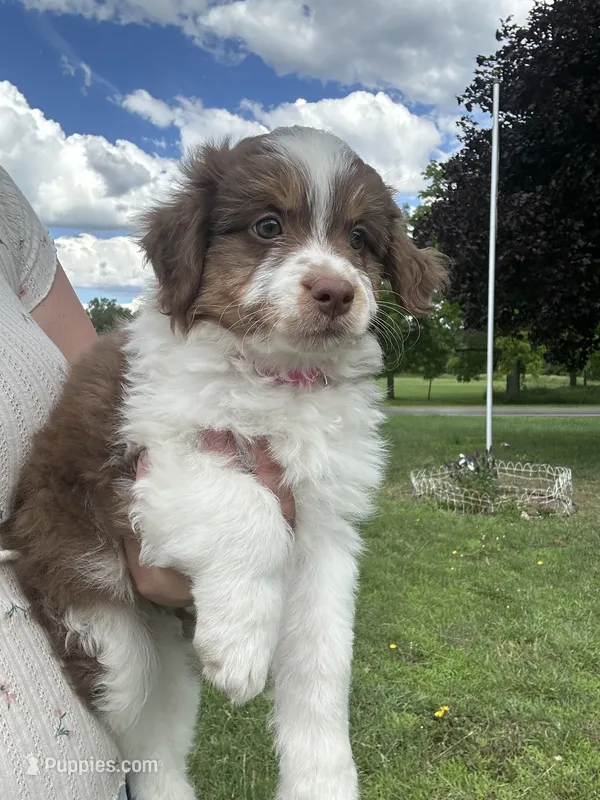 Chloe – Miniature Aussiedoodle puppy for sale in Olivet, MI