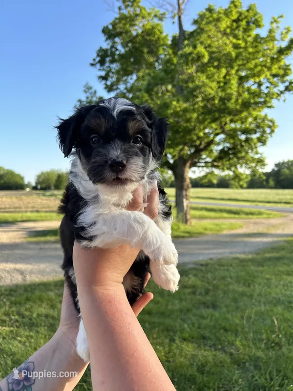 Louie – Miniature Aussiedoodle puppy for sale in Olivet, MI