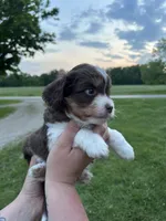 Nya, a female Miniature Aussiedoodle for sale in Olivet, MI – 2 of 4