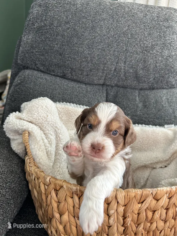 Chloe – Miniature Aussiedoodle puppy for sale in Olivet, MI
