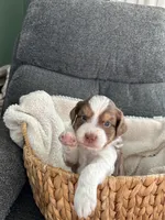Chloe, a female Miniature Aussiedoodle for sale in Olivet, MI – 1 of 1