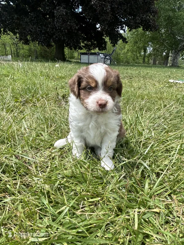 Chloe – Miniature Aussiedoodle puppy for sale in Olivet, MI