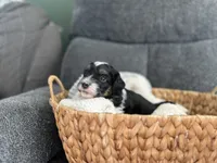 Louie, a male Miniature Aussiedoodle for sale in Olivet, MI – 2 of 3