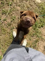 Autumn , a female Chinese Shar-Pei for sale in Stone Mountain, GA – 2 of 4