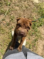 Autumn , a female Chinese Shar-Pei for sale in Stone Mountain, GA – 1 of 4