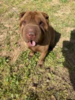 Autumn , a female Chinese Shar-Pei for sale in Stone Mountain, GA – 3 of 4