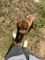 Autumn , a female Chinese Shar-Pei for sale in Stone Mountain, GA – 4 of 4