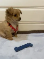 Bear , a male Chihuahua for sale in Marshfield, MO – 4 of 10