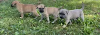 Willow , a female Cane Corso for sale in Marshfield, MO – 2 of 2