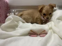 Dolly , a female Chihuahua for sale in Marshfield, MO – 1 of 10