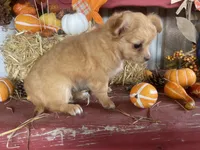 Dolly , a female Chihuahua for sale in Marshfield, MO – 10 of 10