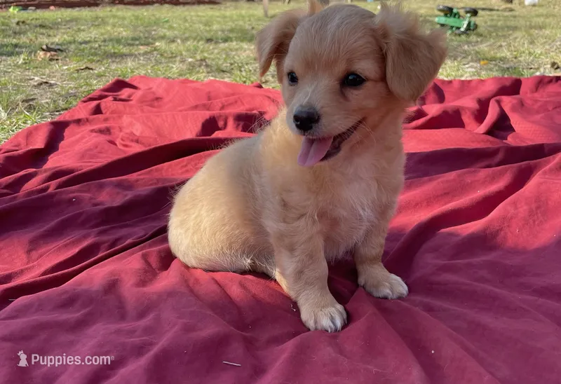 Tanner – Chihuahua puppy for sale in Marshfield, MO