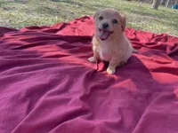 Tanner, a male Chihuahua for sale in Marshfield, MO – Photo 4 of 5