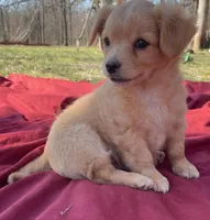 Tanner, a male Chihuahua for sale in Marshfield, MO – Photo 2 of 5