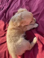 Tanner, a male Chihuahua for sale in Marshfield, MO – Photo 5 of 5