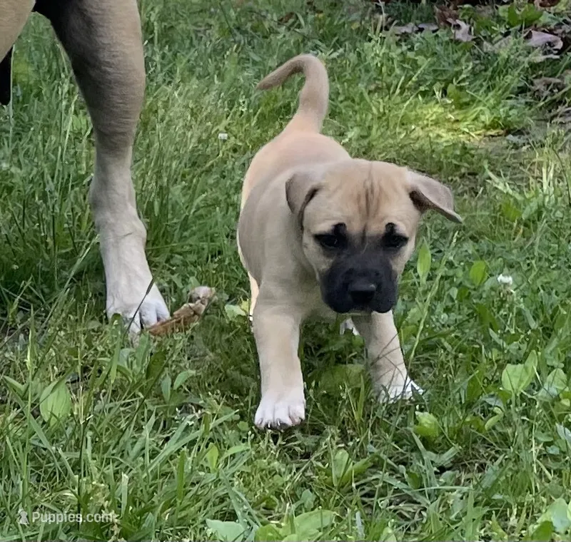 Willow  – Cane Corso puppy for sale in Marshfield, MO