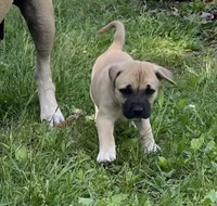 Willow , a female Cane Corso for sale in Marshfield, MO – 1 of 2