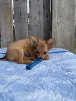 Dozer, a male Chihuahua for sale in Marshfield, MO – Photo 6 of 6