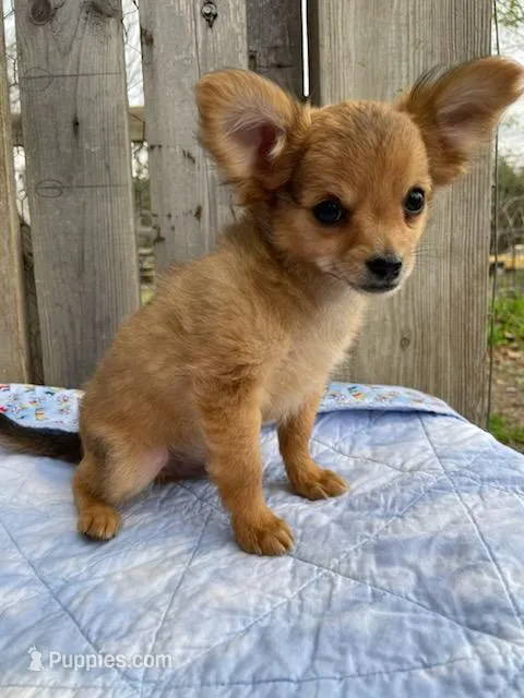 Dozer – Chihuahua puppy for sale in Marshfield, MO