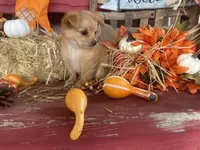 Bear , a male Chihuahua for sale in Marshfield, MO – 10 of 10
