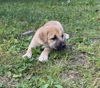 Jasmine, a female Cane Corso for sale in Marshfield, MO – 2 of 2
