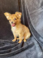 Dozer, a male Chihuahua for sale in Marshfield, MO – Photo 4 of 4