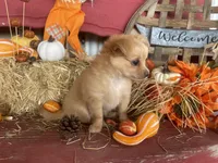 Bear , a male Chihuahua for sale in Marshfield, MO – 9 of 10