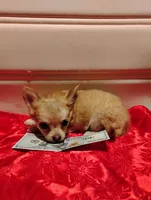 Tiny , a male Chihuahua for sale in Marshfield, MO – 5 of 9