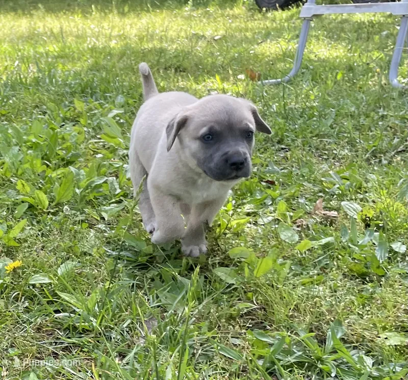 Diesel   – Cane Corso puppy for sale in Marshfield, MO
