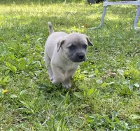 Diesel  , a male Cane Corso for sale in Marshfield, MO – 1 of 5