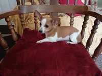 Scotty , a male Chihuahua for sale in Marshfield, MO – 3 of 8