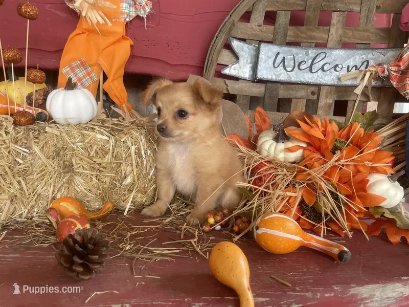 Bear  – Chihuahua puppy for sale in Marshfield, MO