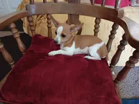 Scotty , a male Chihuahua for sale in Marshfield, MO – 7 of 8