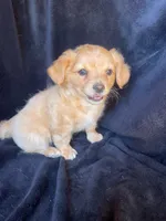 Tanner, a male Chihuahua for sale in Marshfield, MO – Photo 2 of 3