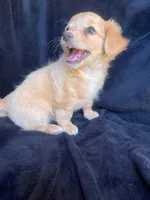 Tanner, a male Chihuahua for sale in Marshfield, MO – Photo 3 of 3