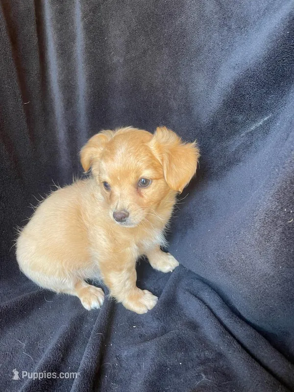 Tanner – Chihuahua puppy for sale in Marshfield, MO